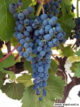 Сорта винограда 2022 на наших виноградниках .
