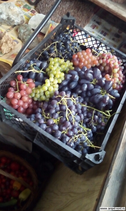 Что делать с виноградом в августе?