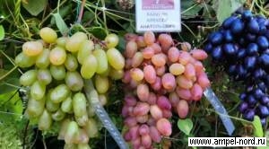 виноград и гиббелеррин