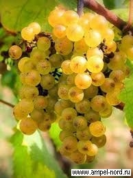 Сорт винограда Айтаска