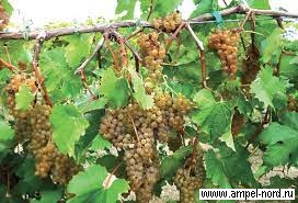 Сорт винограда Айтаска