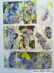 Книга Северное виноградарство