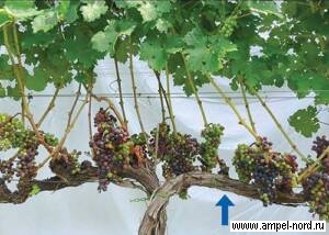 Прореживание побегов винограда