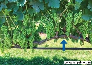 Прореживание побегов винограда
