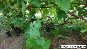 Виноградные листья Консервация