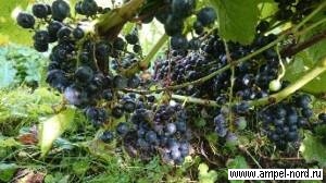 виноград в августе Рондо