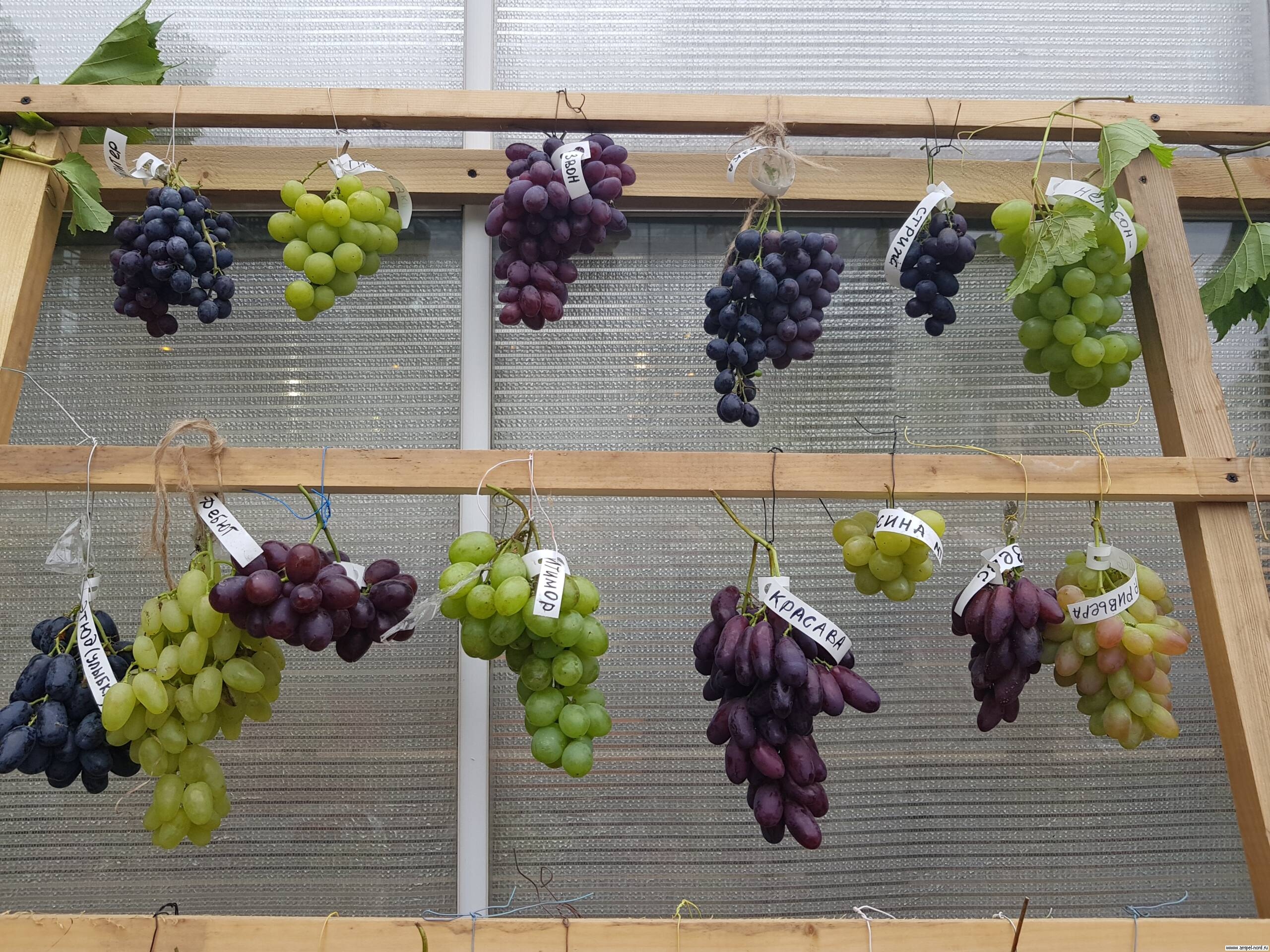 Архивы Выращивание винограда - Наш Виноград и ЭТО ВСЁ – О НЁМ.