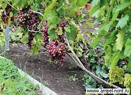 сорт винограда Альпенглоу 