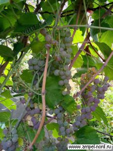 сорт винограда Альпенглоу 