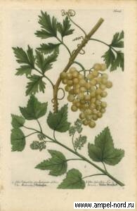 У европейского винограда кавказские корни