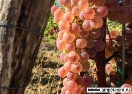 Сорт винограда Совиньяк