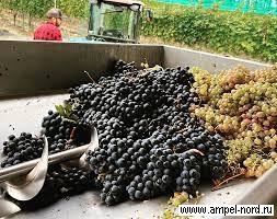 Сорт винограда Сатин Нуар